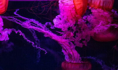 Graceful jellyfish swimming with tentacles trailing in a deep blue underwater scene illuminated by soft pink and purple lighting.