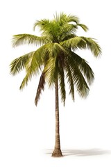 Obraz premium Palm tree isolated on white background