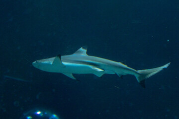 Fototapeta premium Underwater view of a solitary shark swimming near the ocean floor amidst blue waters.