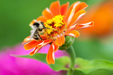 macro image of bee on orange flower in summer