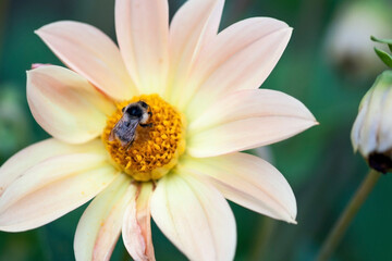 macro image of bee on orange flower in summer