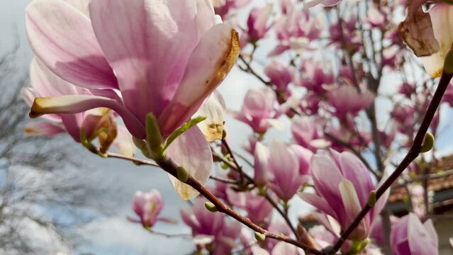 Magnolia in bloom in the springtime. Pink flowers on a branch. 4k video.
