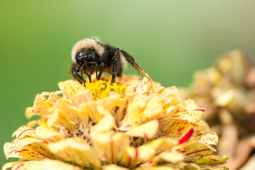 macro image of bee on orange flower in summer