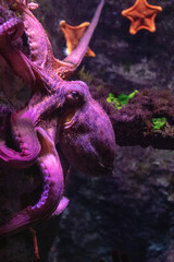 Close-up of a purple octopus in an aquarium with starfish in the background, showcasing marine life and underwater biodiversity. © iSky Media
