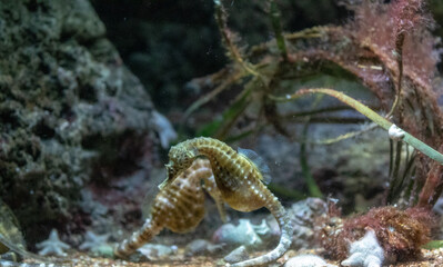 Seahorse swimming near the ocean floor amidst coral and marine plants.