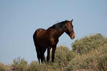 Chestnut wild horse stallion in the Salt River wild horse management area near Scottsdale Arizona...