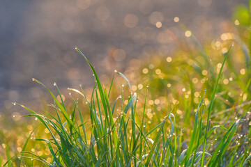 朝日に雫が光る草むら20240310-1