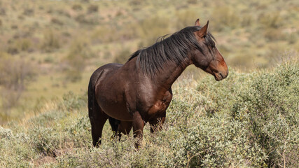 Sorrel bay wild horse stallion in the Salt River wild horse management area near Mesa Arizona United States