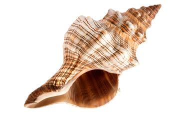 Plakat One beautiful sea shells, ocean, summer and vacation design element isolated on transparent background, png 