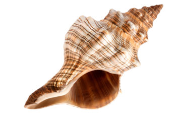 One beautiful sea shells, ocean, summer and vacation design element isolated on transparent background, png	