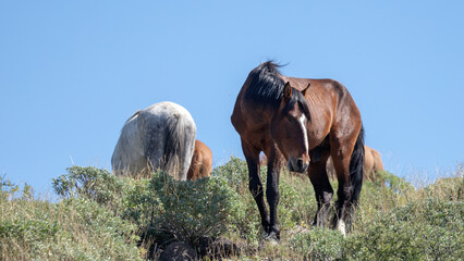Sorrel wild horse stallion in the Salt River wild horse management area near Mesa Arizona United...