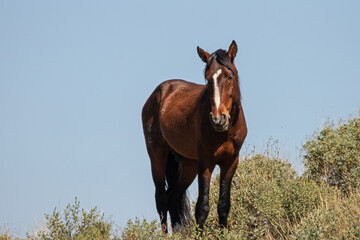 Liver chestnut wild horse stallion in the Salt River wild horse management area near Mesa Arizona United States