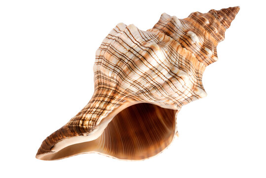 One beautiful sea shells, ocean, summer and vacation design element isolated on transparent background, png	