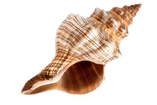 One beautiful sea shells, ocean, summer and vacation design element isolated on transparent background, png	