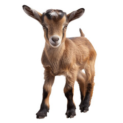 A white goat on transparent or white background, png.png