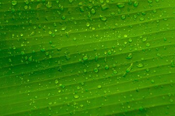 Realistic water drops on green tropical banana leaf texture background