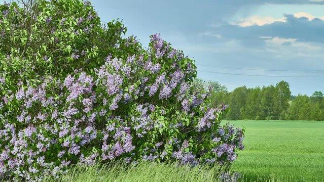 Syringa vulgaris, the lilac or common lilac, is a species of flowering plant in the olive family Oleaceae, native to the Balkan Peninsula, where it grows on rocky hills.