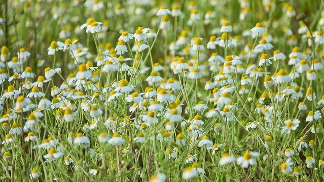 Matricaria chamomilla (recutita), as spelled, German, Hungarian (kamilla), wild or blue chamomile, or scented mayweed, is an annual plant of composite family Asteraceae.