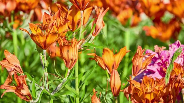 Lilium bulbiferum, common names orange lor fire lily, Jimmy's Bane and tiger lily, is a herbaceous European lily with underground bulbs, belonging to the Liliaceae.