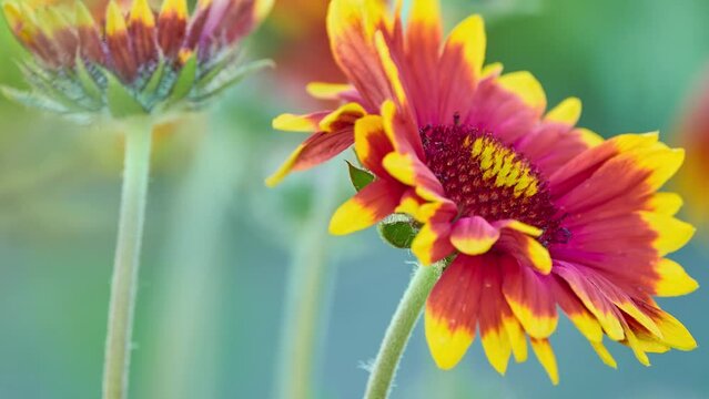 Gaillardia pulchella (firewheel, Indian blanket, Indian blanketflower, or sundance), is North American species of short-lived perennial or annual flowering plants in sunflower family.