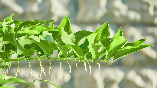 Polygonatum multiflorum, Solomon's seal, David's harp, ladder-to-heaven or Eurasian Solomon's seal, is flowering plant in family Asparagaceae, native to Europe and temperate Asia.