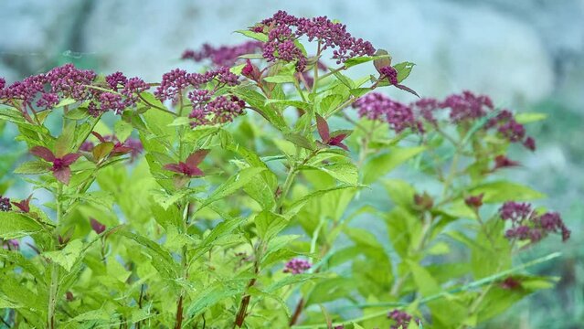 Spiraea japonica, the Japanese meadowsweet or Japanese spiraea, is a plant in the family Rosaceae. Synonyms for the species name are Spiraea bumalda and Spiraea japonica alpina Maxim.