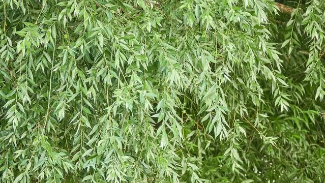 Salix alba, white willow, is species of willow native to Europe and western and central Asia. Name derives from white tone to undersides of leaves.