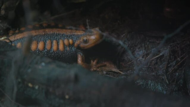 A closeup of a taylototriton amphibians lizard on tree root with leaves in the forest