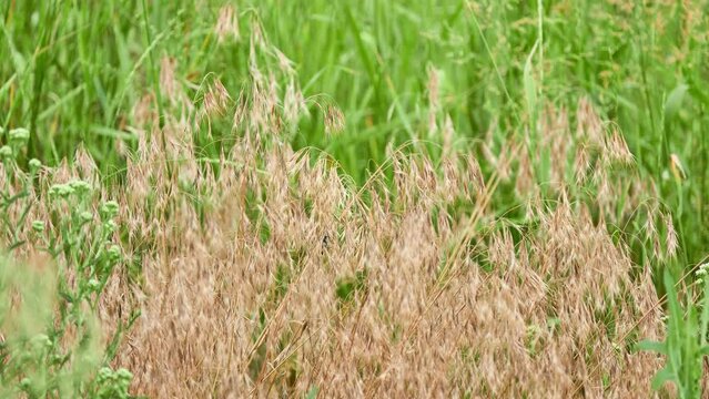 Empty oats, or wild oats (Avena fatua) - an annual plant, a species of the genus Oats of the Cereals family, or Poaceae, is a malignant weed of cereals.