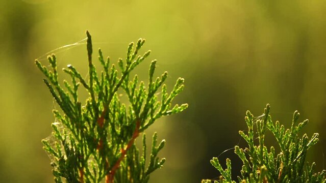 Juniperus virginiana, red cedar, eastern red cedar, Virginian juniper, eastern juniper, red juniper, and other local names, is juniper native to eastern North America.