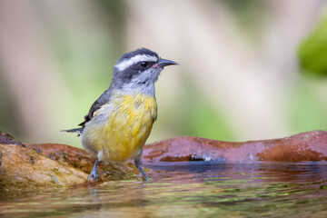Obraz na płótnie Canvas Bananaquit also known as Cambacica bathing in a drinking fountain. Species Coereba flaveola. Stunning yellow plumage. Bird lover. Birdwatching. birding.