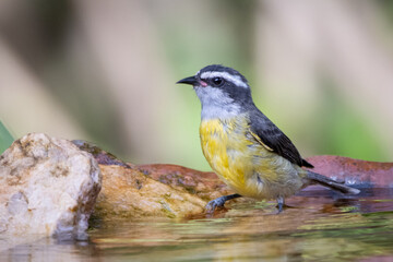 Obraz premium Bananaquit also known as Cambacica bathing in a drinking fountain. Species Coereba flaveola. Stunning yellow plumage. Bird lover. Birdwatching. birding.