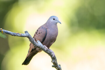 A ruddy ground-dove perched on a branch under rain. It is a small tropical dove from Brazil and...