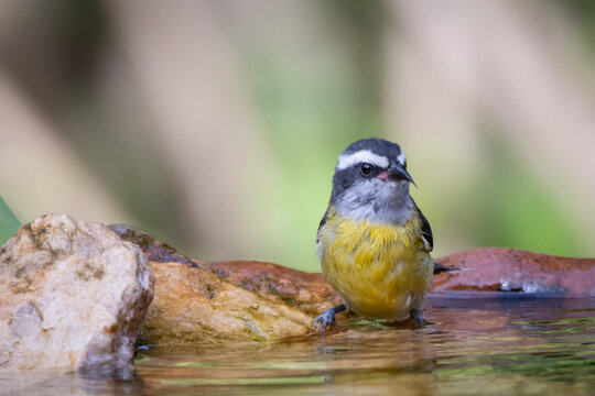 Bananaquit also known as Cambacica bathing in a drinking fountain. Species Coereba flaveola. Stunning yellow plumage. Bird lover. Birdwatching. birding.