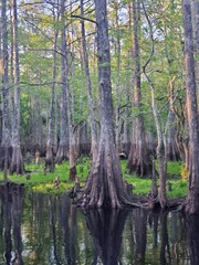 Obraz premium waterlines