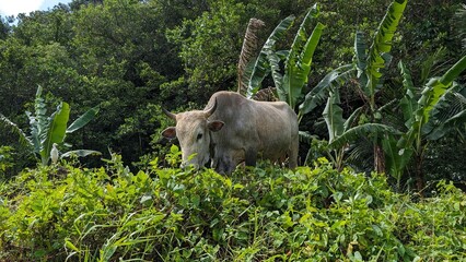 LES ABYMES (Guadeloupe)