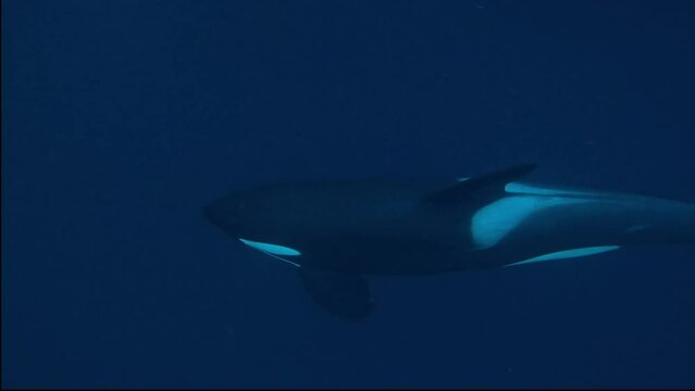 Orcas hunting within a school of herring. Check my gallery to see other clips from this series.