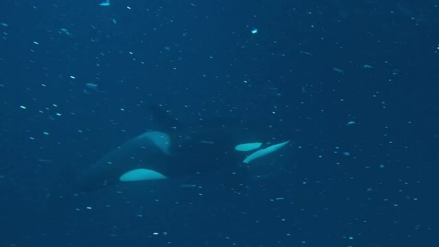 Orca Hunt Chaos Inside Herring Bait Ball