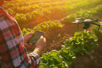 A modern farmer fly the drone with smart phone over a lettuce field