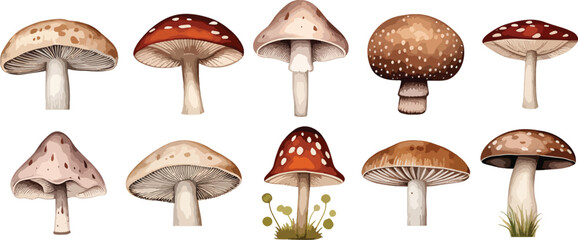 Set of watercolor cute wild mushrooms such as fly agaric, porcini and chanterelle isolated on white background. Perfect for cards, invitations and posters - obrazy, fototapety, plakaty