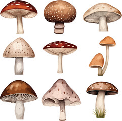 Set of watercolor cute wild mushrooms such as fly agaric, porcini and chanterelle isolated on white background. Perfect for cards, invitations and posters