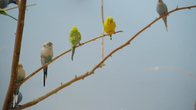 Colorful bright flock of parrots of different colors and with crests sit on tree