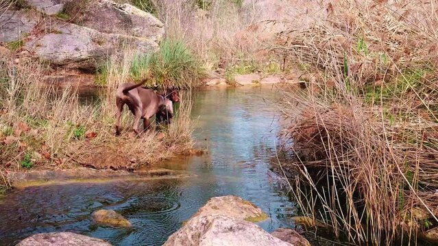 Munsterlander dog playing in the water of a lake.