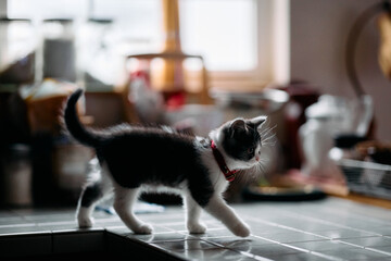 台所を歩く子猫