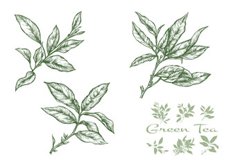 Branch with leaves of green tea. Clip art, set of elements for design Vector illustration. In botanical style