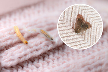 clothes moth caterpillar, larva, crawls on woolen jacket, eats wool, brown insect, Clothes moth,...