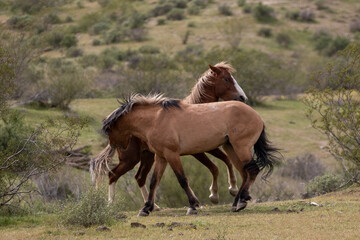 Wild horse stallions viciously biting while fighting in the Salt River Canyon area near Scottsdale Arizona United States