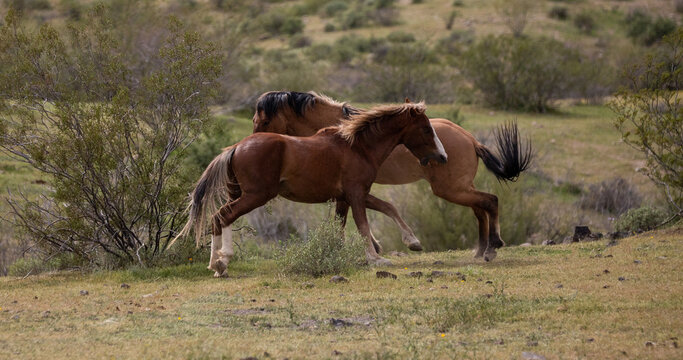Angry wild horse stallions biting while fighting in the Salt River Canyon area near Scottsdale Arizona United States
