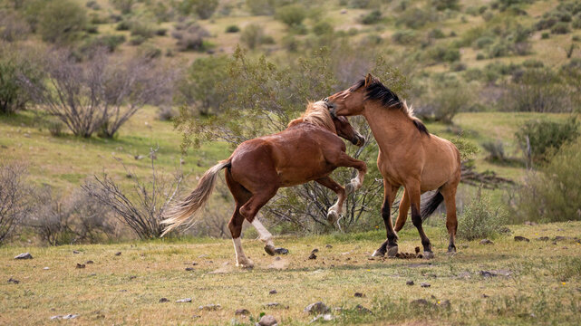 Wild horse stallions rearing up and biting while fighting in the Salt River wild horse management area near Mesa Arizona United States