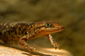 underwater photo oSardinian brook salamander (Euproctus platycephalus), Pike-headed Newt, Sardinian Mountain Newt, Pike-headed Newt, Amphibians Mount Limbara, Gallura, Tampio Pausania, Sardinia, Italy